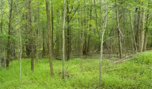 Photo of UNDER CONTRACT!!  18.42 Acre Homesite For Sale in Orange County NC!
