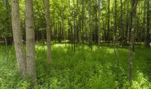 Photo of UNDER CONTRACT!!  18.42 Acre Homesite For Sale in Orange County NC!