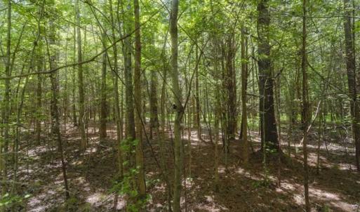 Photo of UNDER CONTRACT!!  18.42 Acre Homesite For Sale in Orange County NC!