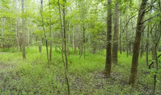 Photo of UNDER CONTRACT!!  18.42 Acre Homesite For Sale in Orange County NC!