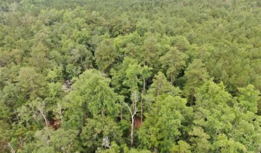 Photo of 107 Acres of  Development and Timber Land For Sale in Hoke County NC!
