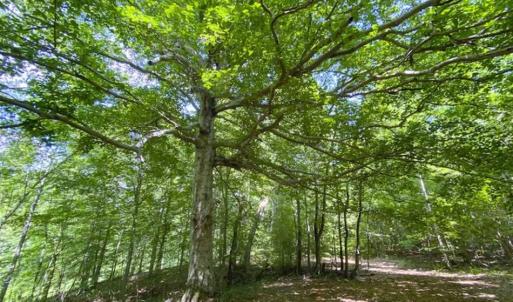 Photo #6 of SOLD property in Off Poplar Drive, Efland, NC 77.8 acres