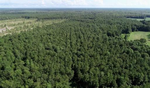 Photo of SOLD!!  33.41 Acres of Hunting and Timber Land For Sale in Beaufort County NC!