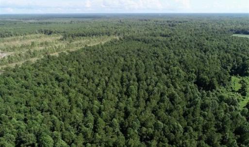 Photo of SOLD!!  33.41 Acres of Hunting and Timber Land For Sale in Beaufort County NC!