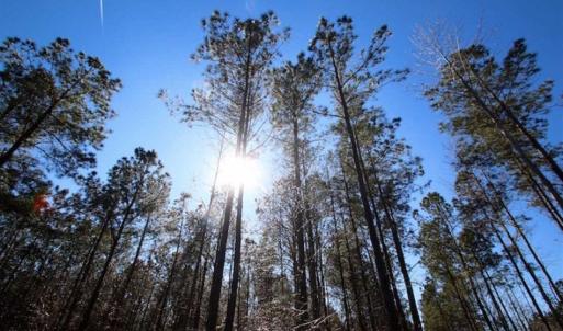 Photo of SOLD!!  33.41 Acres of Hunting and Timber Land For Sale in Beaufort County NC!