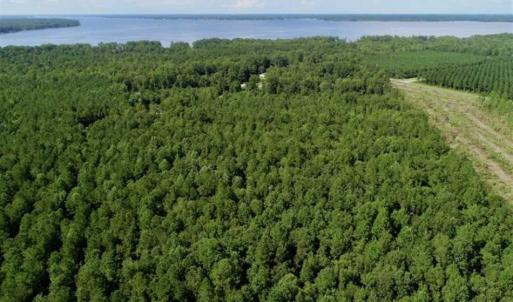 Photo of SOLD!!  33.41 Acres of Hunting and Timber Land For Sale in Beaufort County NC!