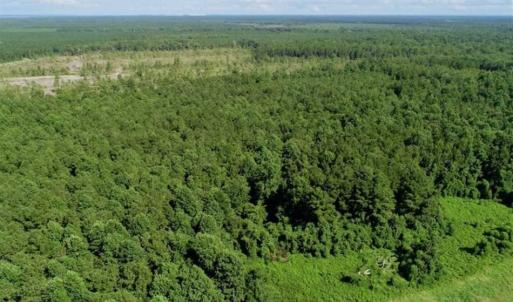 Photo of SOLD!!  33.41 Acres of Hunting and Timber Land For Sale in Beaufort County NC!