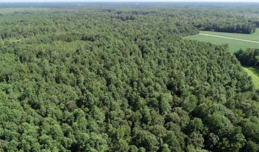 Photo of SOLD!!  33.41 Acres of Hunting and Timber Land For Sale in Beaufort County NC!