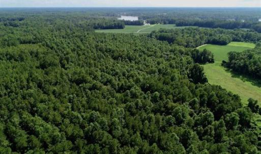 Photo of SOLD!!  33.41 Acres of Hunting and Timber Land For Sale in Beaufort County NC!