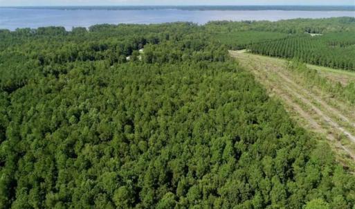 Photo of SOLD!!  33.41 Acres of Hunting and Timber Land For Sale in Beaufort County NC!