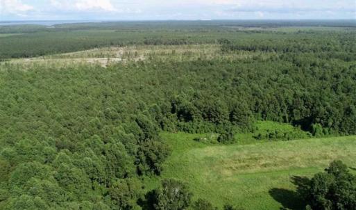 Photo of SOLD!!  33.41 Acres of Hunting and Timber Land For Sale in Beaufort County NC!