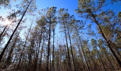 Photo of SOLD!!  33.41 Acres of Hunting and Timber Land For Sale in Beaufort County NC!
