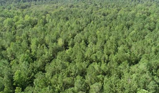 Photo of SOLD!!  33.41 Acres of Hunting and Timber Land For Sale in Beaufort County NC!