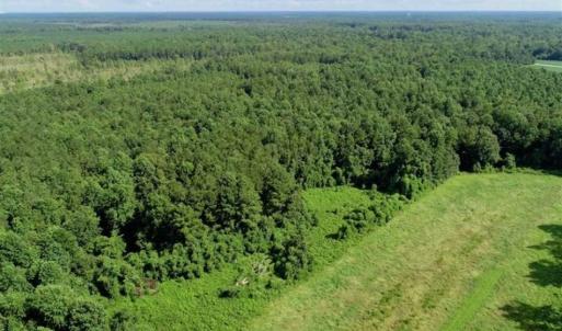 Photo of SOLD!!  33.41 Acres of Hunting and Timber Land For Sale in Beaufort County NC!