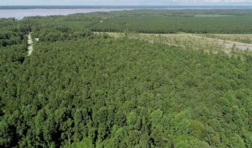 Photo of SOLD!!  33.41 Acres of Hunting and Timber Land For Sale in Beaufort County NC!