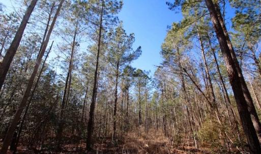Photo of SOLD!!  33.41 Acres of Hunting and Timber Land For Sale in Beaufort County NC!