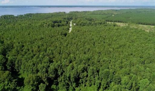 Photo of SOLD!!  33.41 Acres of Hunting and Timber Land For Sale in Beaufort County NC!