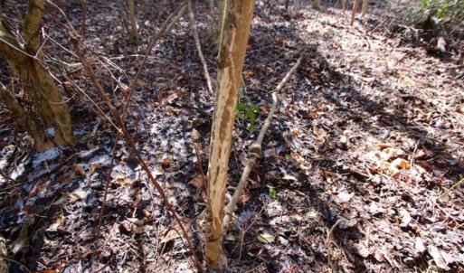 Photo of SOLD!!  33.41 Acres of Hunting and Timber Land For Sale in Beaufort County NC!