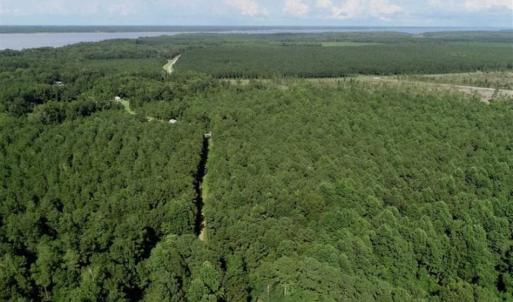 Photo of SOLD!!  33.41 Acres of Hunting and Timber Land For Sale in Beaufort County NC!