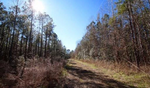 Photo of SOLD!!  33.41 Acres of Hunting and Timber Land For Sale in Beaufort County NC!