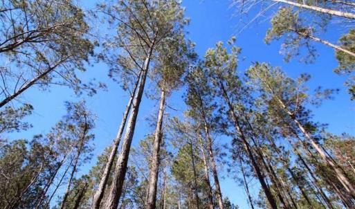 Photo of SOLD!!  33.41 Acres of Hunting and Timber Land For Sale in Beaufort County NC!