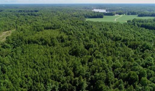 Photo of SOLD!!  33.41 Acres of Hunting and Timber Land For Sale in Beaufort County NC!