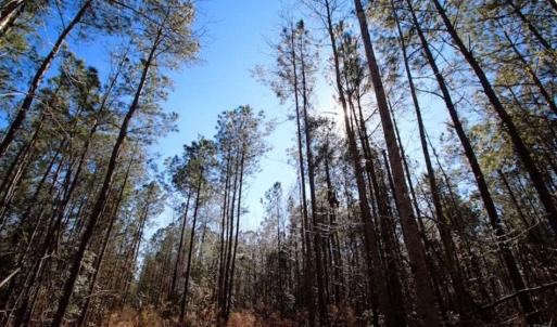 Photo of SOLD!!  33.41 Acres of Hunting and Timber Land For Sale in Beaufort County NC!
