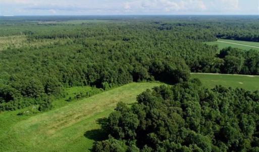 Photo of SOLD!!  33.41 Acres of Hunting and Timber Land For Sale in Beaufort County NC!