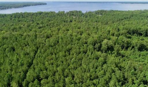 Photo of SOLD!!  33.41 Acres of Hunting and Timber Land For Sale in Beaufort County NC!