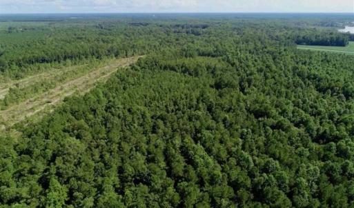 Photo of SOLD!!  33.41 Acres of Hunting and Timber Land For Sale in Beaufort County NC!