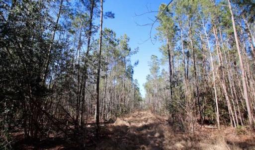 Photo of SOLD!!  33.41 Acres of Hunting and Timber Land For Sale in Beaufort County NC!