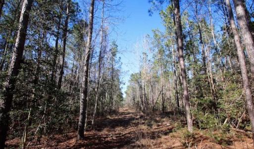 Photo of SOLD!!  33.41 Acres of Hunting and Timber Land For Sale in Beaufort County NC!