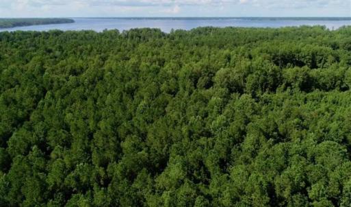 Photo of SOLD!!  33.41 Acres of Hunting and Timber Land For Sale in Beaufort County NC!