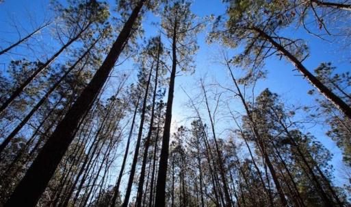 Photo of SOLD!!  33.41 Acres of Hunting and Timber Land For Sale in Beaufort County NC!