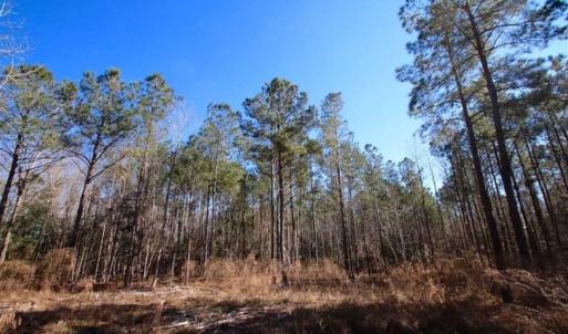 Photo of SOLD!!  33.41 Acres of Hunting and Timber Land For Sale in Beaufort County NC!