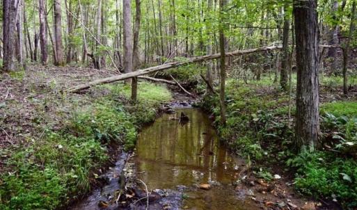 Photo of SOLD!!  52.96 Acres of Hunting Land For Sale in Franklin County VA!