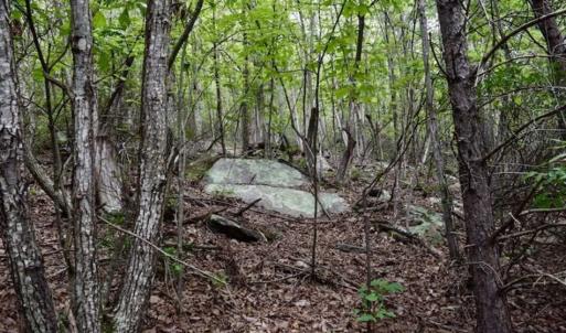 Photo of SOLD!!  52.96 Acres of Hunting Land For Sale in Franklin County VA!