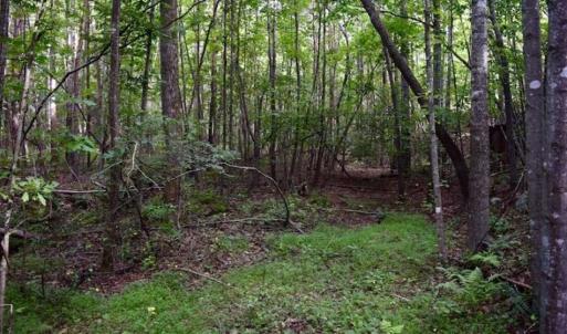 Photo of SOLD!!  52.96 Acres of Hunting Land For Sale in Franklin County VA!