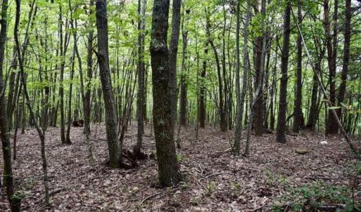 Photo of SOLD!!  52.96 Acres of Hunting Land For Sale in Franklin County VA!