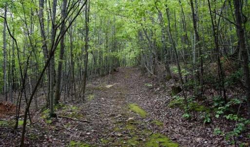 Photo of SOLD!!  52.96 Acres of Hunting Land For Sale in Franklin County VA!