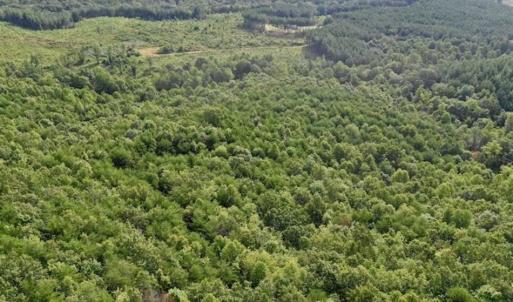 Photo of SOLD!!  52.96 Acres of Hunting Land For Sale in Franklin County VA!