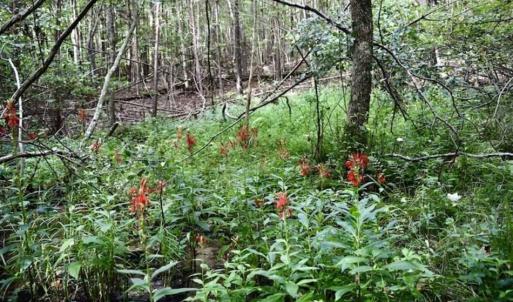Photo of SOLD!!  52.96 Acres of Hunting Land For Sale in Franklin County VA!