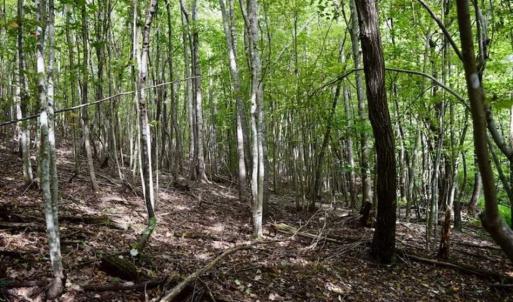 Photo of SOLD!!  52.96 Acres of Hunting Land For Sale in Franklin County VA!