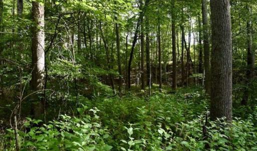Photo of SOLD!!  52.96 Acres of Hunting Land For Sale in Franklin County VA!