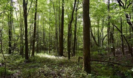Photo of SOLD!!  52.96 Acres of Hunting Land For Sale in Franklin County VA!