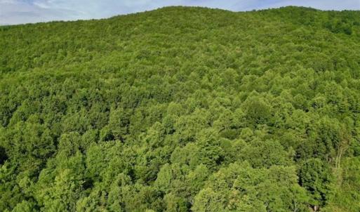 Photo of SOLD!!  52.96 Acres of Hunting Land For Sale in Franklin County VA!
