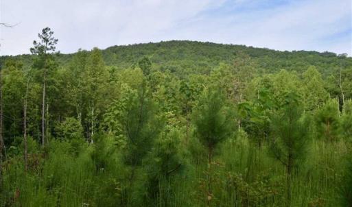 Photo of SOLD!!  52.96 Acres of Hunting Land For Sale in Franklin County VA!