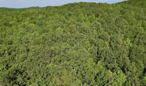 Photo of SOLD!!  52.96 Acres of Hunting Land For Sale in Franklin County VA!