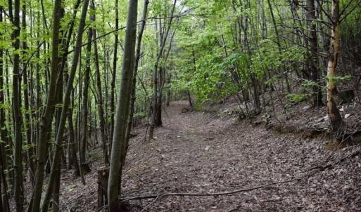 Photo of SOLD!!  52.96 Acres of Hunting Land For Sale in Franklin County VA!