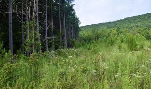 Photo of SOLD!!  52.96 Acres of Hunting Land For Sale in Franklin County VA!